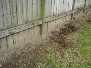 Our pea garden