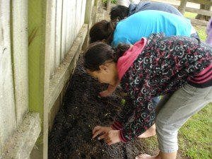 Pea planting in our new garden