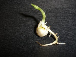 Pea seed after 1 week on moist paper towel